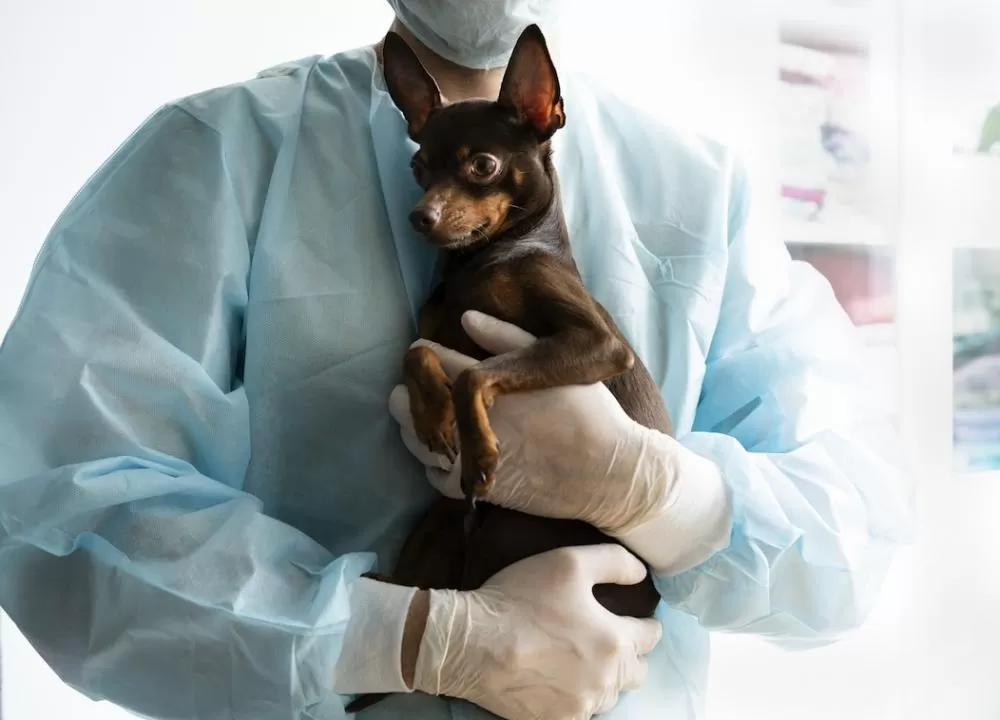Curso de Auxiliar de Veterinário Online com Certificado Ganha Destaque no Amazonas