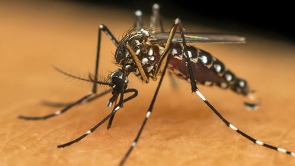 Relatório do MS aponta mais de 900 mortos por Dengue até agosto. 